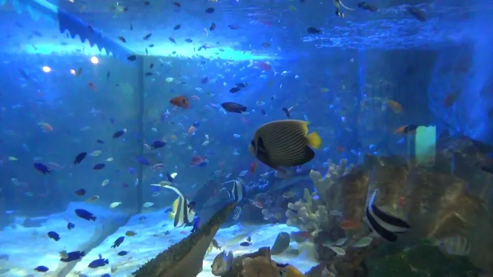 世界の魚を観賞できる円形水族館 天草わくわく海中水族館シードナツ